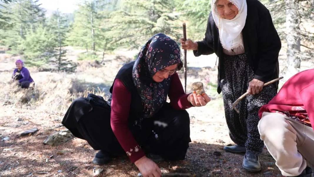 Toroslar’ın Beyaz Altını Japonya Yolcusu: Fiyatı Dudak Uçuklattı! 2